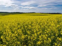 P5141059ed-2.jpg P5141059ed-2.jpg