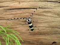 salmon river bug.jpg