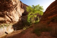 forty-mile-willow-27.jpg forty-mile-willow-27.jpg