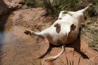 dead-cow.jpg dead-cow.jpg