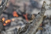 fish-on-fire.JPG fish-on-fire.JPG