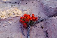 IslomaniaDome_IndianPaintbrush.jpg