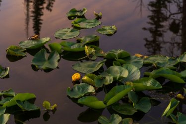 RCM09030-Fire Lake Uintas 7-2021-210710-10.jpg