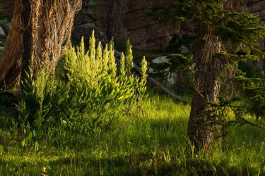 RCM09215-Fire Lake Uintas 7-2021-210710-21.jpg