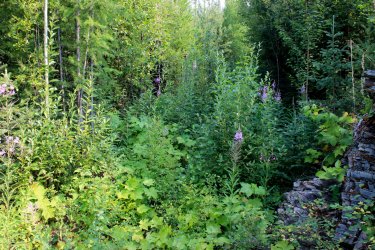 IMG_8650.jpg IMG_8650.jpg