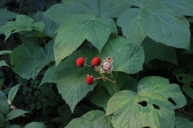 IMG_8731.jpg IMG_8731.jpg