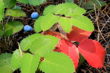 IMG_9072.jpg IMG_9072.jpg