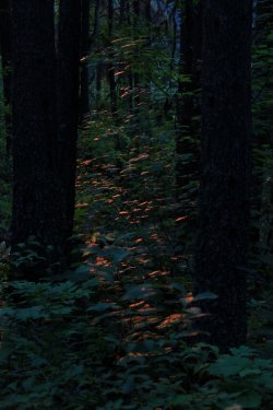 IMG_9106.jpg IMG_9106.jpg