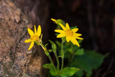 RCM09686-Cuberant Basin Uintas 7-2021-210730-44.jpg