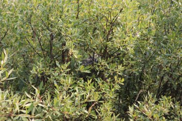 IMG_1169.jpg IMG_1169.jpg