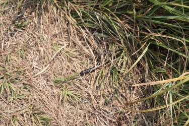 IMG_1178.jpg IMG_1178.jpg