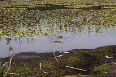 IMG_1218.jpg IMG_1218.jpg