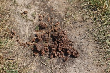 IMG_1239.jpg IMG_1239.jpg