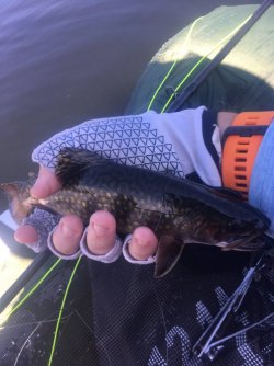 IMG_5131.JPG IMG_5131.JPG