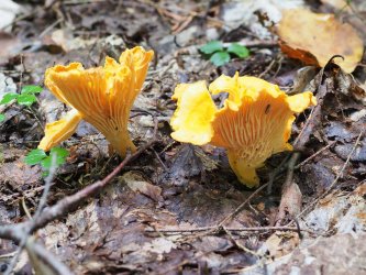 2021-09-05 09-34-04 (B,Radius8,Smoothing4).jpeg