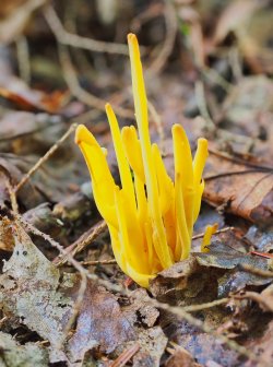 2021-09-05 09-44-43 (B,Radius8,Smoothing4)-1.jpeg