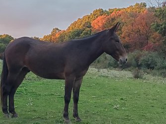 Mule_19.jpg Mule_19.jpg