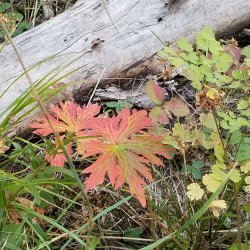 20210906_112439.jpg 20210906_112439.jpg