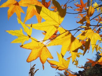 03812C89-A6E5-4616-8A37-24BF6BC86E80.jpeg 03812C89-A6E5-4616-8A37-24BF6BC86E80.jpeg