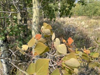 CF9D62B4-AD8C-48CC-BBF5-4C420D2587EC.jpeg CF9D62B4-AD8C-48CC-BBF5-4C420D2587EC.jpeg