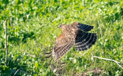 DSC03942-2.jpg DSC03942-2.jpg