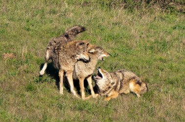 DSC03950-2-Edit.jpg DSC03950-2-Edit.jpg