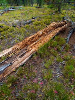 YNP_Day-1_Beaver_Cr_ridge_bear_log.jpg YNP_Day-1_Beaver_Cr_ridge_bear_log.jpg