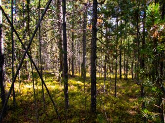 YNP_Day-1_Beaver_Cr_ridge_forest.jpg YNP_Day-1_Beaver_Cr_ridge_forest.jpg