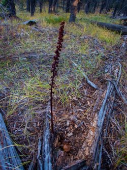 YNP_Day-1_Beaver_Cr_ridge_pine_drops.jpg YNP_Day-1_Beaver_Cr_ridge_pine_drops.jpg