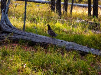 YNP_Day-1_Beaver_Cr_ridge_ruffed_grouse.jpg YNP_Day-1_Beaver_Cr_ridge_ruffed_grouse.jpg