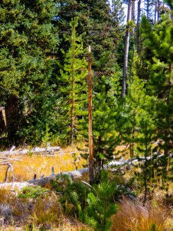 YNP_Day-1_elk_rub_destruction.jpg YNP_Day-1_elk_rub_destruction.jpg
