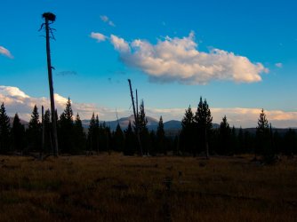 YNP_Day-1_Heart_Lk_raptor_nest.jpg YNP_Day-1_Heart_Lk_raptor_nest.jpg