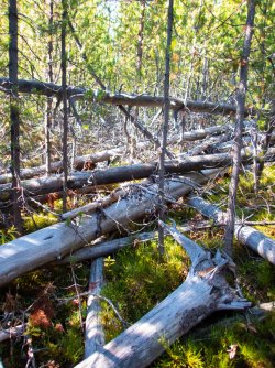 YNP_Day-1_into_the_thicket-1.jpg YNP_Day-1_into_the_thicket-1.jpg