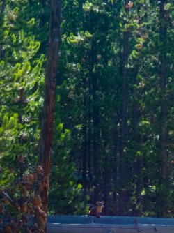 YNP_Day-1_pine_marten-3.jpg YNP_Day-1_pine_marten-3.jpg