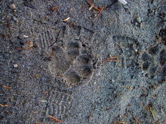 YNP_Day-2_Heart_Lk_wolf_tracks_beach-2.jpg YNP_Day-2_Heart_Lk_wolf_tracks_beach-2.jpg