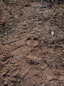 YNP_Day-2_Heart_R_trail&wolf_track-2.jpg YNP_Day-2_Heart_R_trail&wolf_track-2.jpg