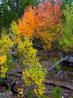 YNP_Day-2_Heart_R_trail_fall_colors-2.jpg YNP_Day-2_Heart_R_trail_fall_colors-2.jpg