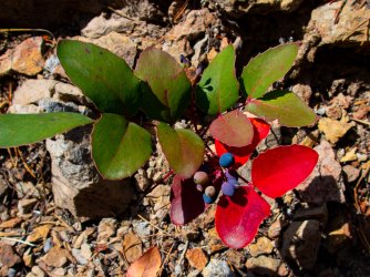 YNP_Day-2_Outlet_L_trail_Oregon_grape-2.jpg YNP_Day-2_Outlet_L_trail_Oregon_grape-2.jpg