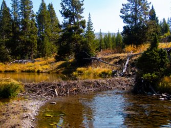 YNP_Day-3_Chipmunk_Cr_dam-1.jpg YNP_Day-3_Chipmunk_Cr_dam-1.jpg