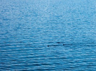 YNP_Day-4_6A3_camp_River_Otters.jpg YNP_Day-4_6A3_camp_River_Otters.jpg