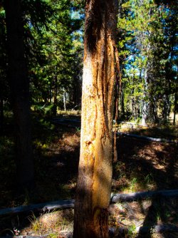 YNP_Day-4_Chipmunk_Cr_bear_tree_strips-1.jpg YNP_Day-4_Chipmunk_Cr_bear_tree_strips-1.jpg