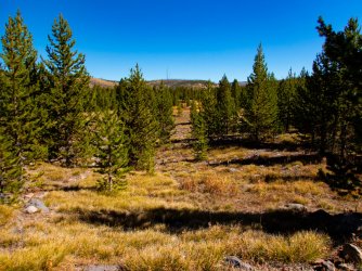 YNP_Day-4_Chipmunk_Cr_forest-2.jpg YNP_Day-4_Chipmunk_Cr_forest-2.jpg