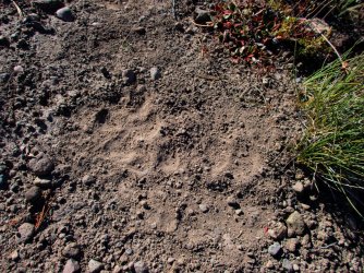 YNP_Day-4_Chipmunk_Cr_wolf&bear_track-2.jpg YNP_Day-4_Chipmunk_Cr_wolf&bear_track-2.jpg