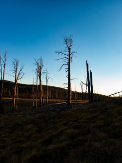YNP_Day-4_Passage_Cr_snags.jpg YNP_Day-4_Passage_Cr_snags.jpg