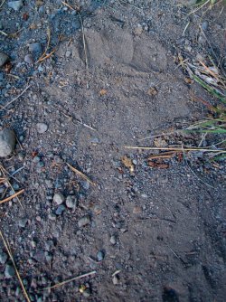 YNP_Day-4_Trail_Cr_trail_black_bear_track.jpg YNP_Day-4_Trail_Cr_trail_black_bear_track.jpg