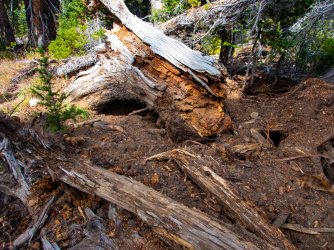 YNP_Day-5_Plateau_Cr_griz_dig-3.jpg YNP_Day-5_Plateau_Cr_griz_dig-3.jpg