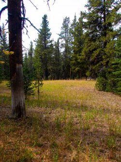 YNP_Day-5_Plateau_Cr_off_trail.jpg YNP_Day-5_Plateau_Cr_off_trail.jpg