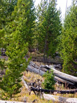 YNP_Day-5_Plateau_Cr_off_trail_conditions-2.jpg YNP_Day-5_Plateau_Cr_off_trail_conditions-2.jpg