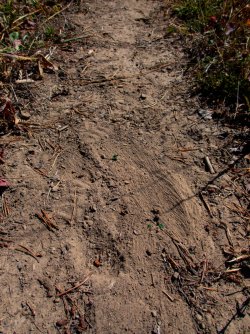 YNP_Day-6_Snake_R_Porcupine_tail_drag-2.jpg YNP_Day-6_Snake_R_Porcupine_tail_drag-2.jpg