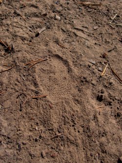 YNP_Day-6_Snake_R_Porcupine_track-2.jpg YNP_Day-6_Snake_R_Porcupine_track-2.jpg